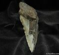 Half Inch Megalodon Tooth #572-1
